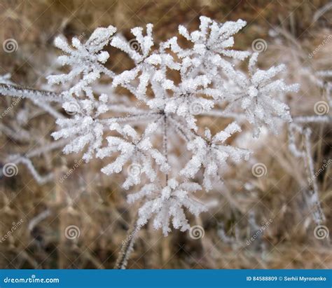 Frozen Plant Covered In Snow And Ice In Heart Shape Stock Image Image