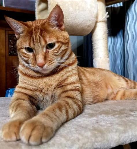 180 Orange Tabby Cat Names The Paws