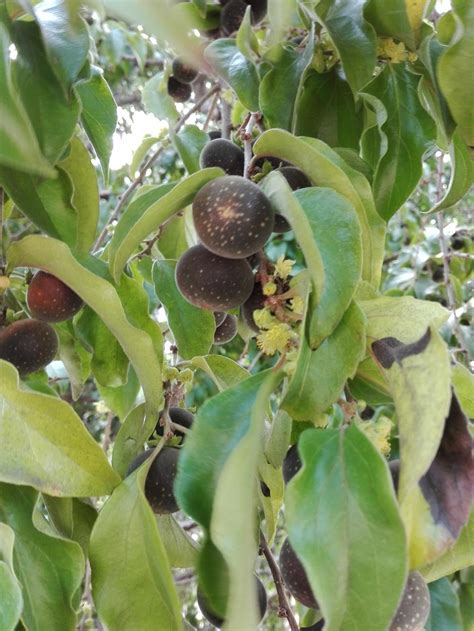 Maybe you would like to learn more about one of these? Plant ID forum: Identification of Ficus like fruits ...