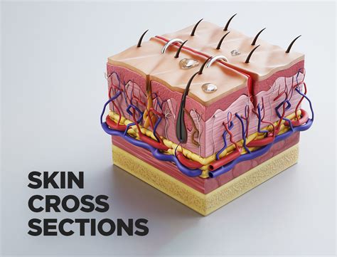 Skin Cross Sections Damaged Skin Cut Skin With 4k Textures 3d Model