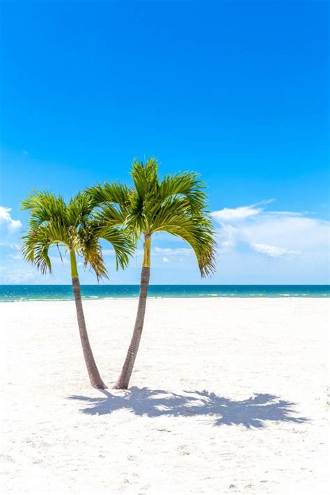 Two Palm Trees Are Standing In The Sand