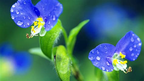 Download and use 100,000+ flower background stock photos for free. Best And Beautiful Wallpapers | HD Wallpapers, Backgrounds ...
