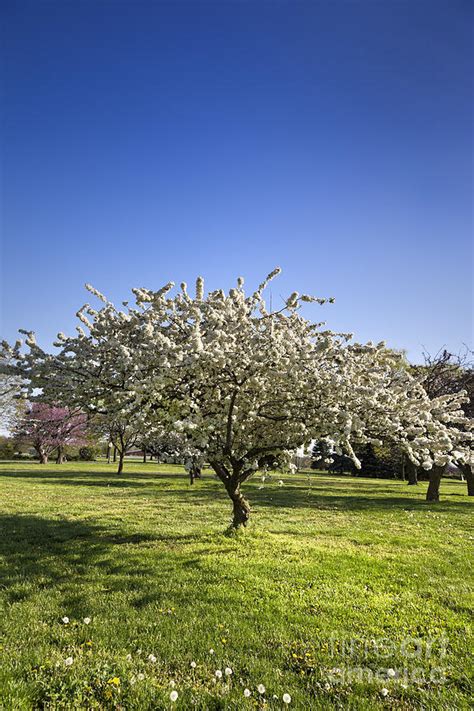 White Flowering Cherry Blossom Tree In A Park Photograph By Brandon
