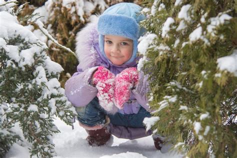 Girl Hiding Snow Covered Fur Trees Stock Photos Free And Royalty Free