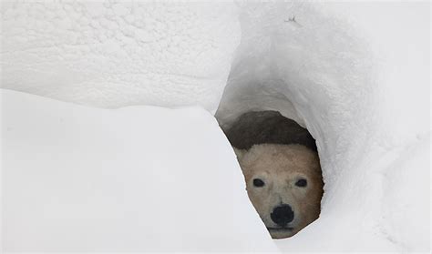 Global Warming May Deprive Polar Bears Of Safe Places To Give Birth
