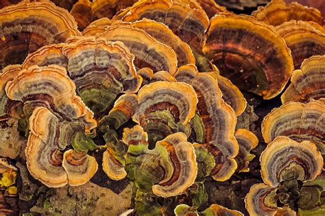all around the world there grows an impressive array of mushrooms and fungi of all kinds over