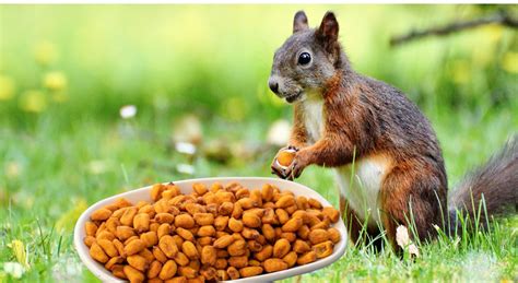 Can Squirrels Eat Salted Peanuts