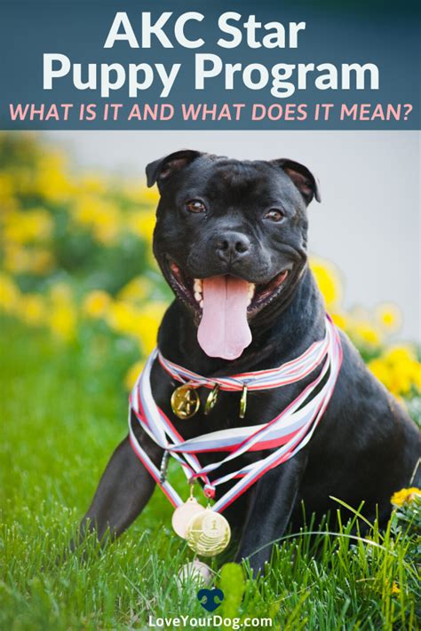 If you cannot make a class, please notify. AKC Star Puppy Program: What is it and What Does it Mean ...