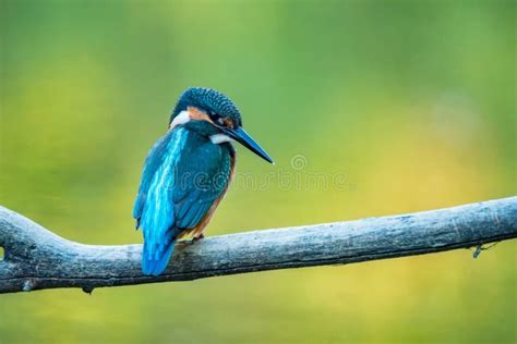 Kingfisher Or Alcedo Atthis Perches On Branch With Blurred Green
