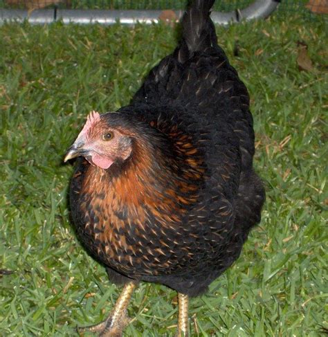 Black Star Hen Great Egg Producer Black Star Chicken Chicken Breeds