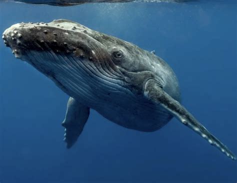Balene Coima Viaggi