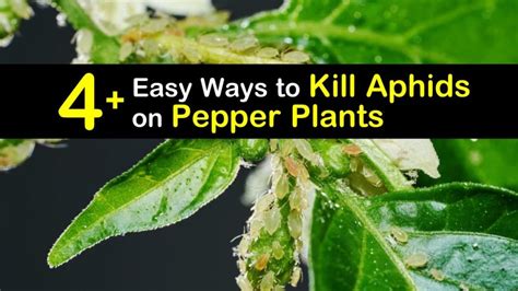 Jul 05, 2015 · one reported use for banana peels in the garden is as an aphid deterrent. 4+ Easy Ways to Kill Aphids on Pepper Plants
