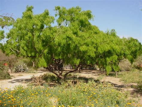 Types Of Mesquite Trees