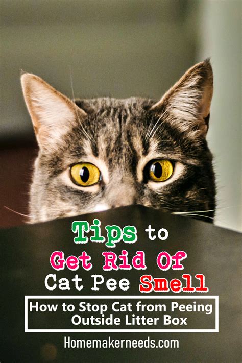 Why does my cat spray indoors? Tips To Get Rid Of Cat Pee Smell! in 2020 | Cat pee smell ...