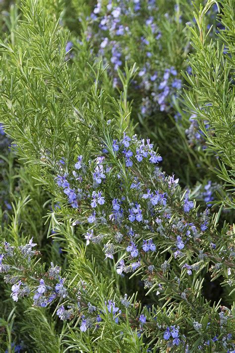 Rosmarinus Officinalis Tuscan Blue Vivero Pullally