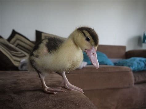 week by week photos of a muscovy duckling weeks 5 6 and now week 7 included backyard