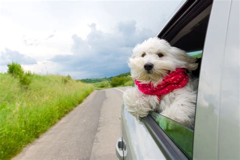 Traveling with a dog does not always entail a long road trip or your dog will respond well to medication if she has true carsickness. Tips for Dealing With Dog Car Anxiety | Canna-Pet®