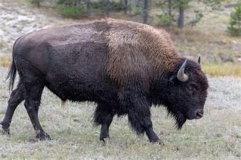 11 1 American Bison Bison Bison Photo Phil Bird