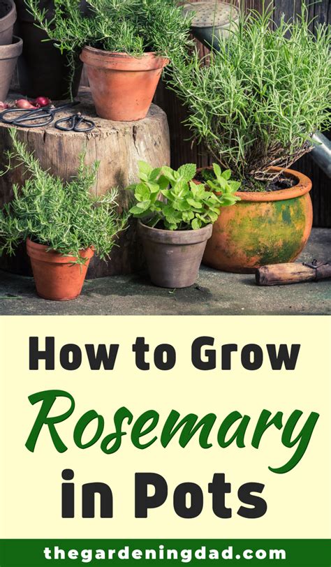 How To Grow Rosemary In Pots In 2020 Growing Rosemary