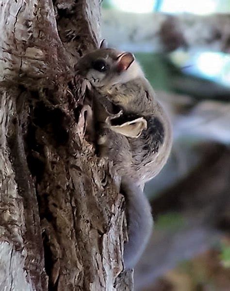 Humboldts Flying Squirrel Oregon Wild