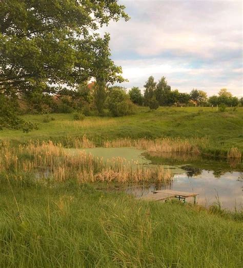 A Small Pond In The Middle Of A Grassy Field With Trees And Grass Around It