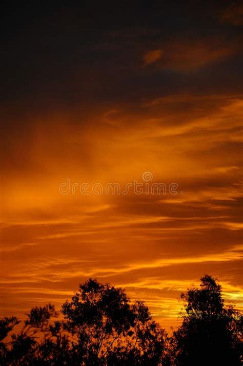 Sunrise Trees And Grass Stock Image Image Of Glow Fall 34168641