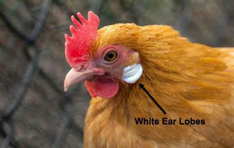 Do Chickens Have Ears Hearing Infections And More