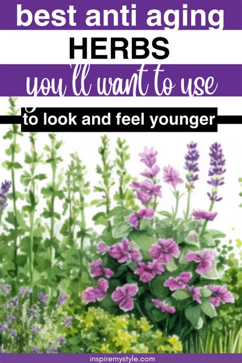 Best Herbs For Anti Aging Look And Feel Younger Inspire My Style