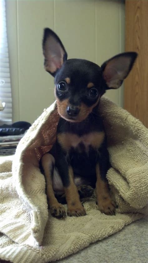 Dog Adopted Sydney A Chihuahua And Miniature Pinscher Mix In Arlington
