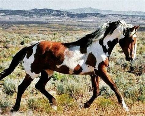 show  pictures  paint horses   logan
