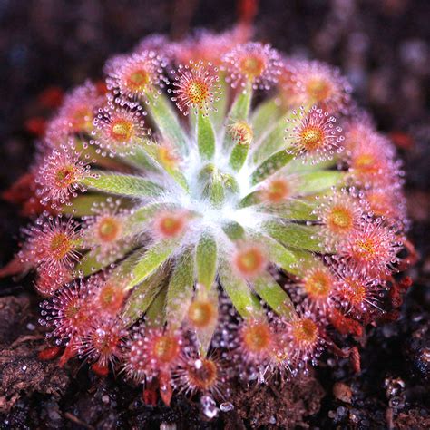 Drosera Fulva Australian Petiolaris Complex Sundew Curious Plant