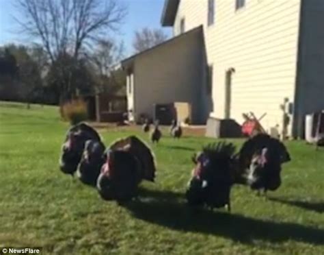 Chicago Woman Attacked By Gang Of Wild Turkeys When She Gets Too Close