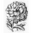 Vintage Floral Clip Art  Petunias The Graphics Fairy