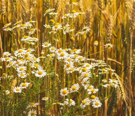 Chamomile Flowers With Wheat Field Background Stock Image Image Of