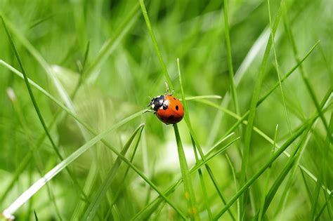 Royalty Free Photo Brown Ladybug On Green Grass Pickpik