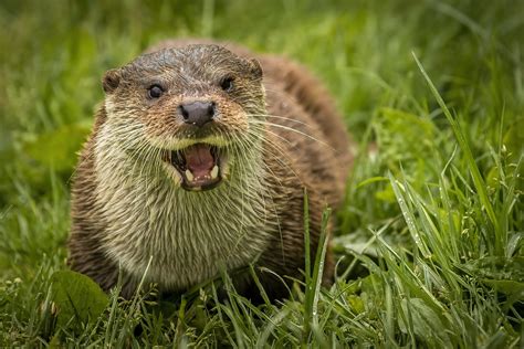 British Wildlife Centre Otters Flickr