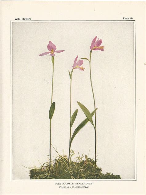 Snakemouth Antique Botanical Wildflower Art Print Decor For Herbalist