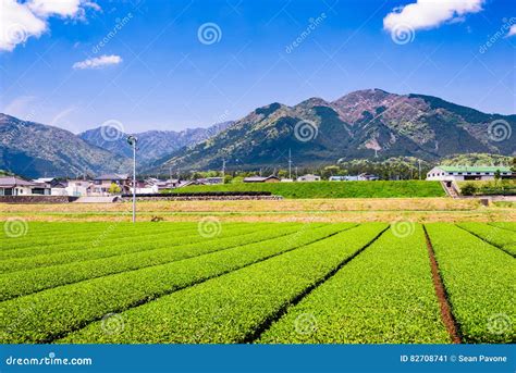 Tea Plantation In Japan Stock Image Image Of Hills Inaka 82708741