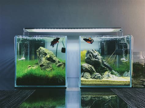Nano Aquarium Betta Aquarium Teststreifen