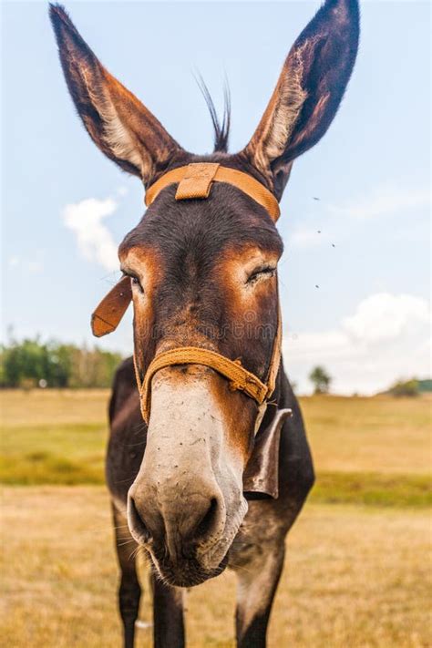 Funny Donkey With Big Ears Stock Photo Image Of Farm 90475160