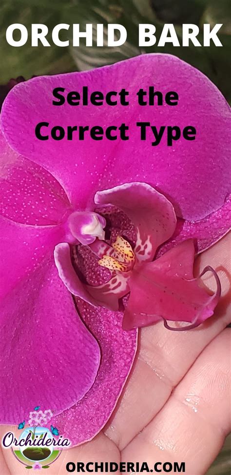 The Perfect Bark For Orchids Tips To Choose The Right One In 2021