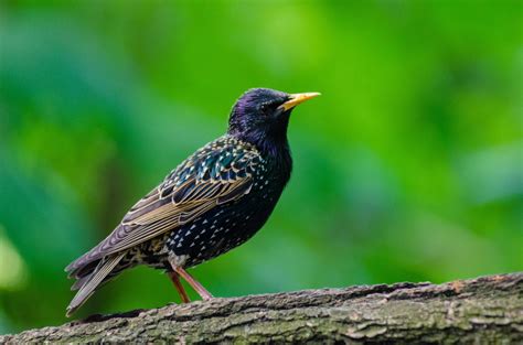 Starling Hd Wallpapers In High Quality