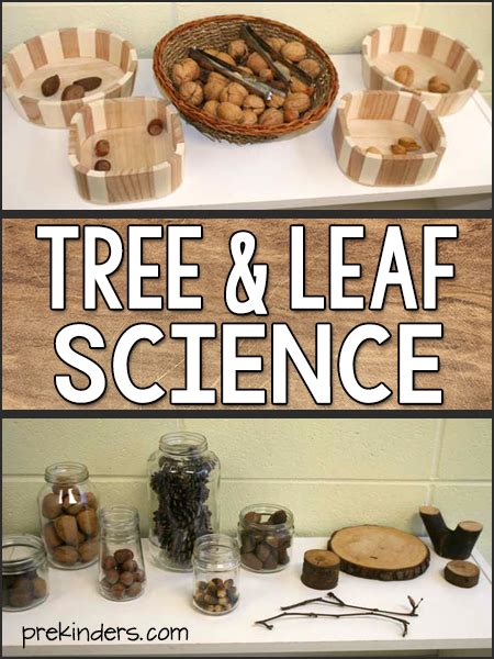 Tree And Leaf Science Activities Tree Life Cycle For Preschool Pre K