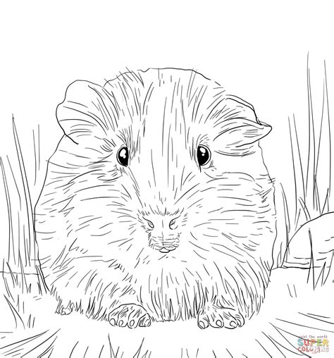 Ausmalbilder hasen meerschweinchen by admin posted on february 16 2018 february 16 2018. Guinea pig coloring pages to download and print for free