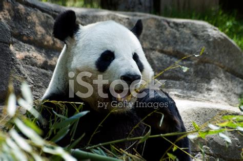 Panda Bear Showing Teeth Stock Photo Royalty Free Freeimages