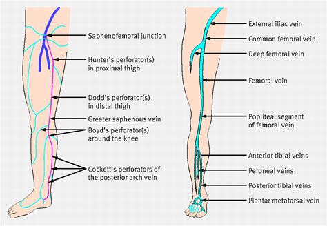 Diagram Showing The Venous Anatomy Of The Leg Education For Images