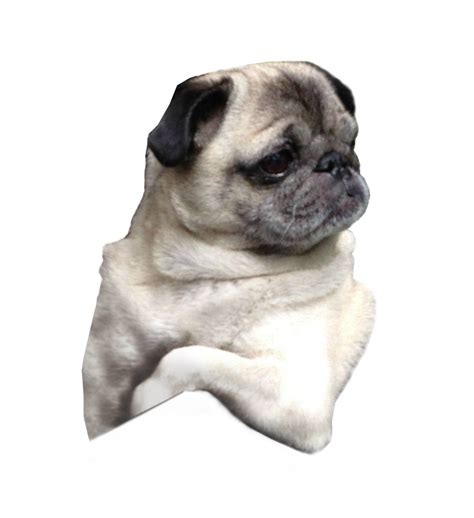 Pug Puppy Dog Breed Companion Dog Pug Png Download 894977 Free