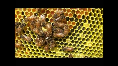 Purespiritbeeyard Queen Bee Laying In Queen Cup Drone Layer Youtube