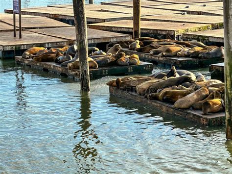 California Sea Lions at Pier 39 of Fishermans Wharf in San Francisco