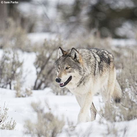 5 / 5 235 мнений. 2016 Calendars: Yellowstone Wolves | Max Waugh